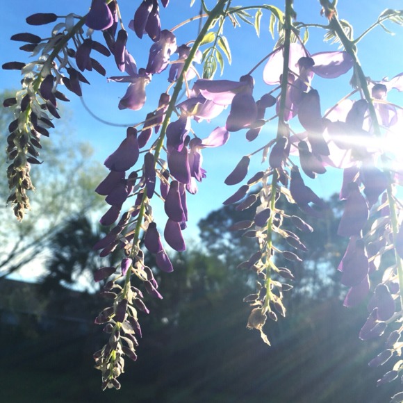 Meet your Posher, Megan - Picture 1 of 1